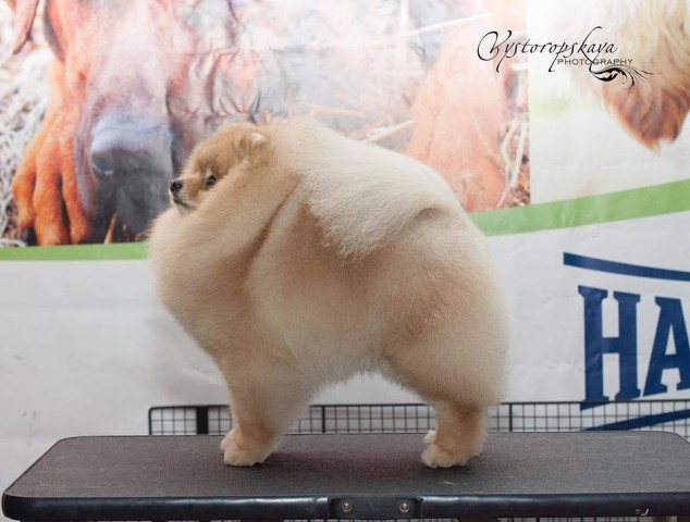 Курсы груминга