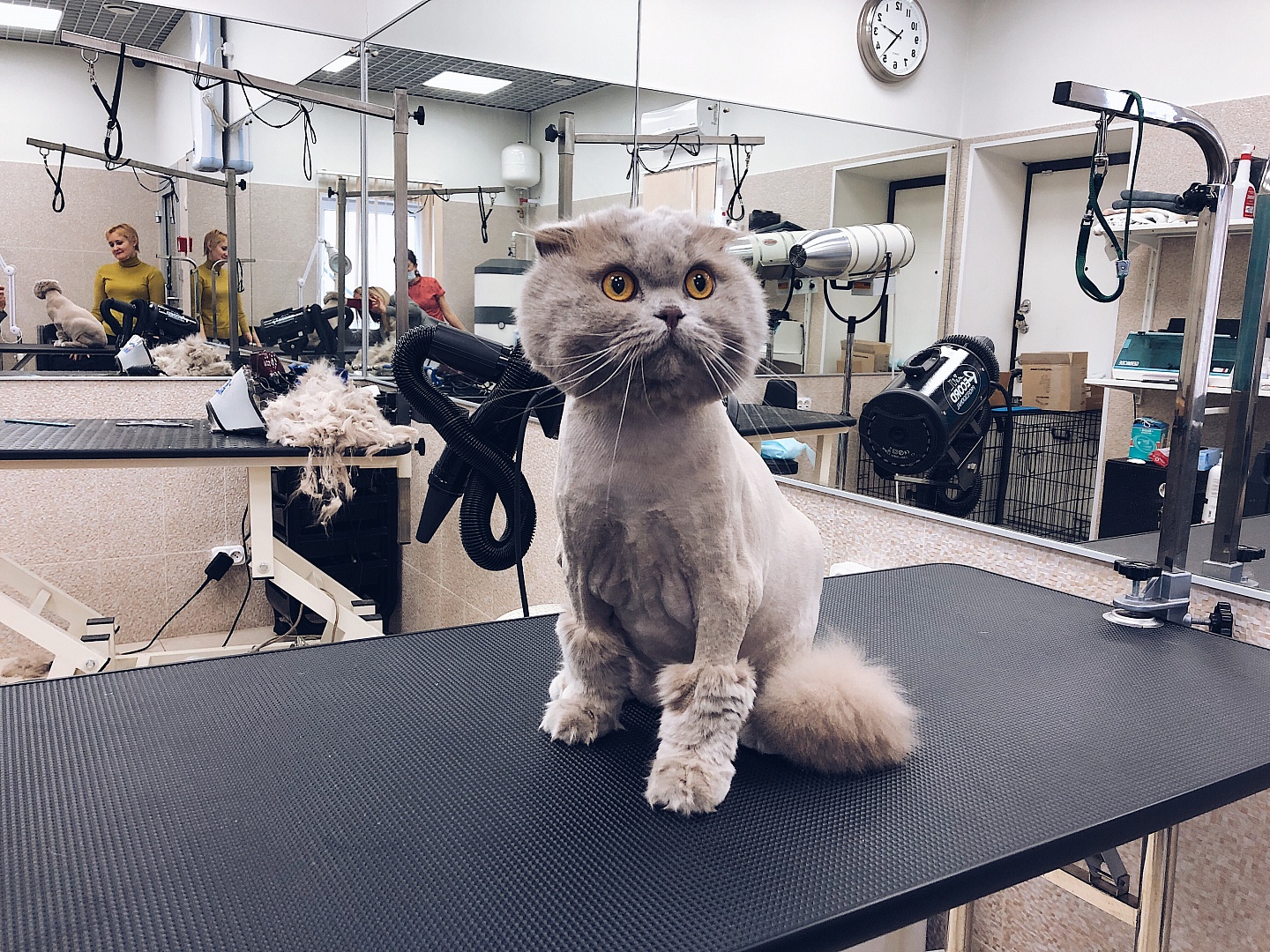 Мастер-классы Груминга